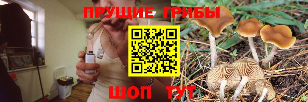 Севастополь  Галлюциногенные грибы Psilocybine cubensis  Вход с VPN 